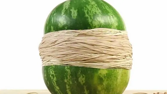 A ÎNFĂŞURAT un PEPENE cu elastice de cauciuc: Ce s-a întâmplat după este de necrezut