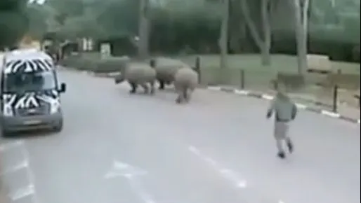 Un rinocer din Nepal face ravagii! A ucis o femeie şi a rănit mai multe persoane 
