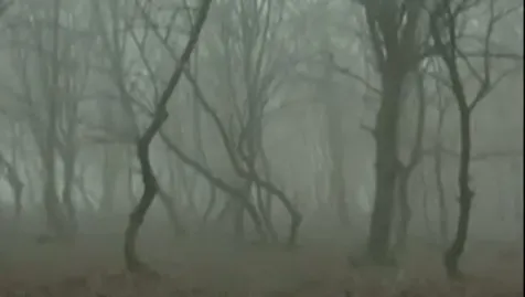 Descoperire şocantă în "pădurea bântuită" din Cluj