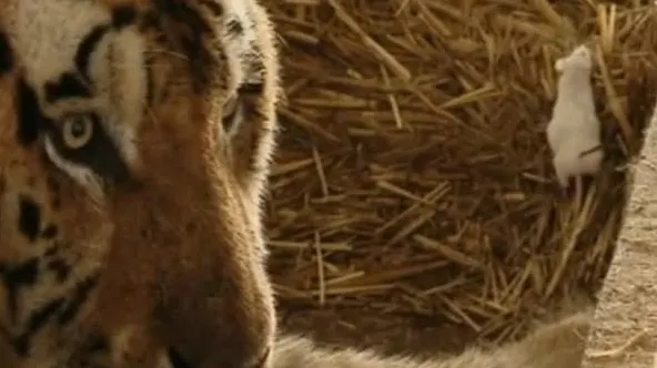 Tigrul Sandokan, de la Zoo Galaţi, a fost scos din depresie de mai mulţi şoricei 