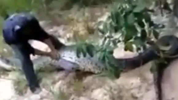 Ce au găsit oamenii în burta unui şarpe de mari dimensiuni