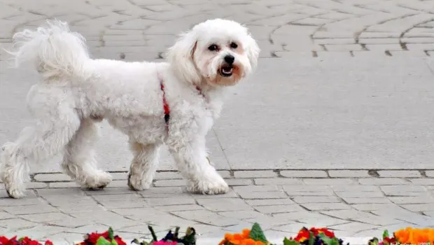Amenzi drastice pentru posesorii de animale care lasă mizerie pe domeniul public