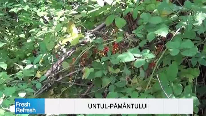 Fresh Refresh. Untul Pământului, planta care ajută organismul, dar nu trebuie ingerată niciodată