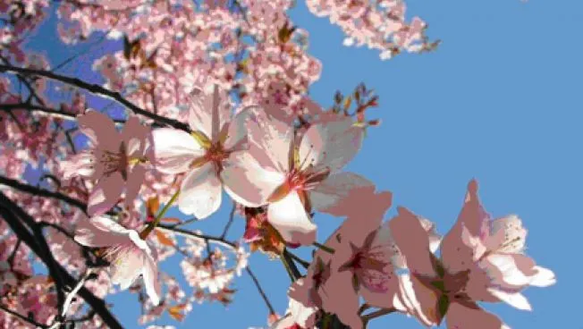 Cum va fi vremea de Florii şi de Paşte? Prognoza meteo pe două săptămâni 