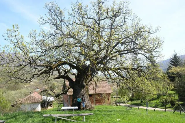 Descoperire remarcabilă în Serbia. Ar putea fi "cel mai bătrân" din Balcani: are 1023 de ani