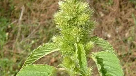 Planta care creşte pe toate drumurile. Ştirul luptă împotriva cancerului. Lista beneficiilor 