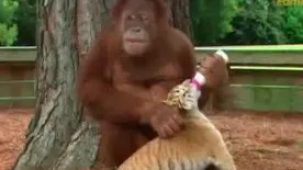 O femelă urangutan îngrijeşte mai mulţi pui de tigri