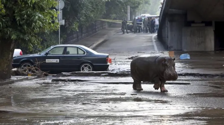 Mai multe animale au evadat dintr-o grădină zoologică. Locuitorii, avertizaţi să nu iasă din case