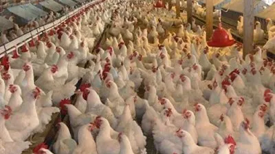 DIICOT, sechestru pe 150.000 de pui vii