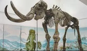 Schelet al strămoşului elefantului, vechi de 7-8 milioane de ani, descoperit la Vaslui