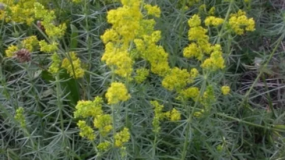 Planta care alungă cancerul. Tot ce trebuie să ştii despre alifia de drăgaică