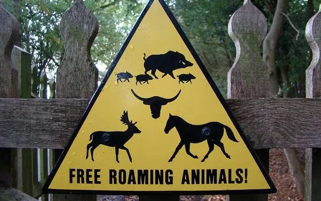 Animale periculoase scăpate pe stradă într-un oraş din România
