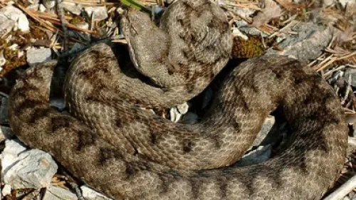 Bărbat la Terapie Intensivă, după ce a fost muşcat de un şarpe. A avut prezenţă de spirit