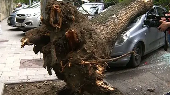 Primăria va tăia arborii bătrâni de pe Kiseleff și din parcul Cișmigiu. Pericol de prăbușire