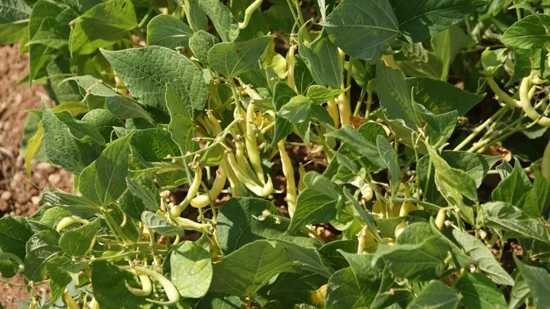 Este una dintre cele mai ieftine legume. Iată ce beneficii aduce sănătăţii
