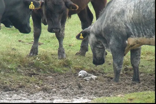 Pui de focă, salvat de o cireadă de vite. Prin ce întâmplare fericită a ajus puiul pe pajişte