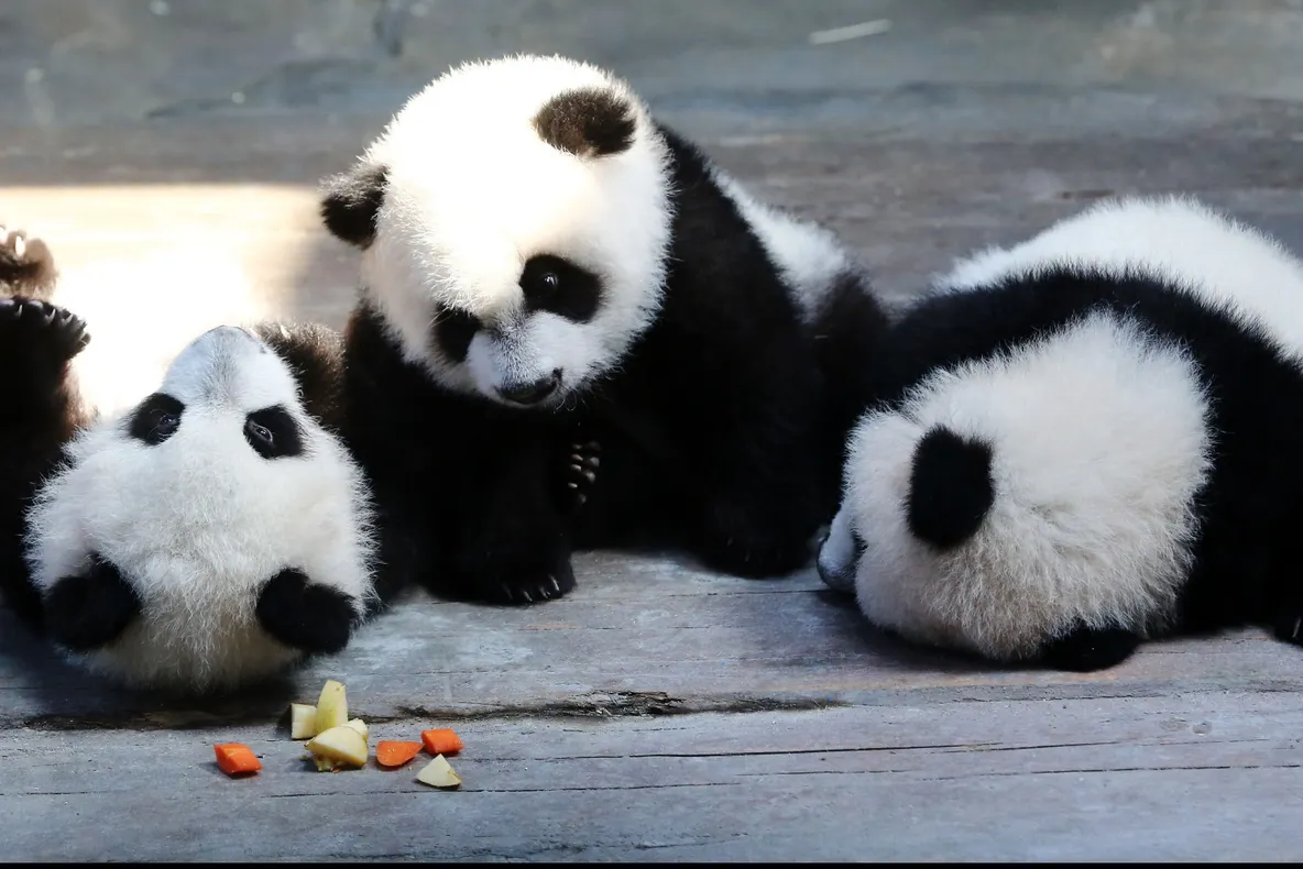 Petrecere aniversară în cinstea unor tripleţi de urs Panda uriaş