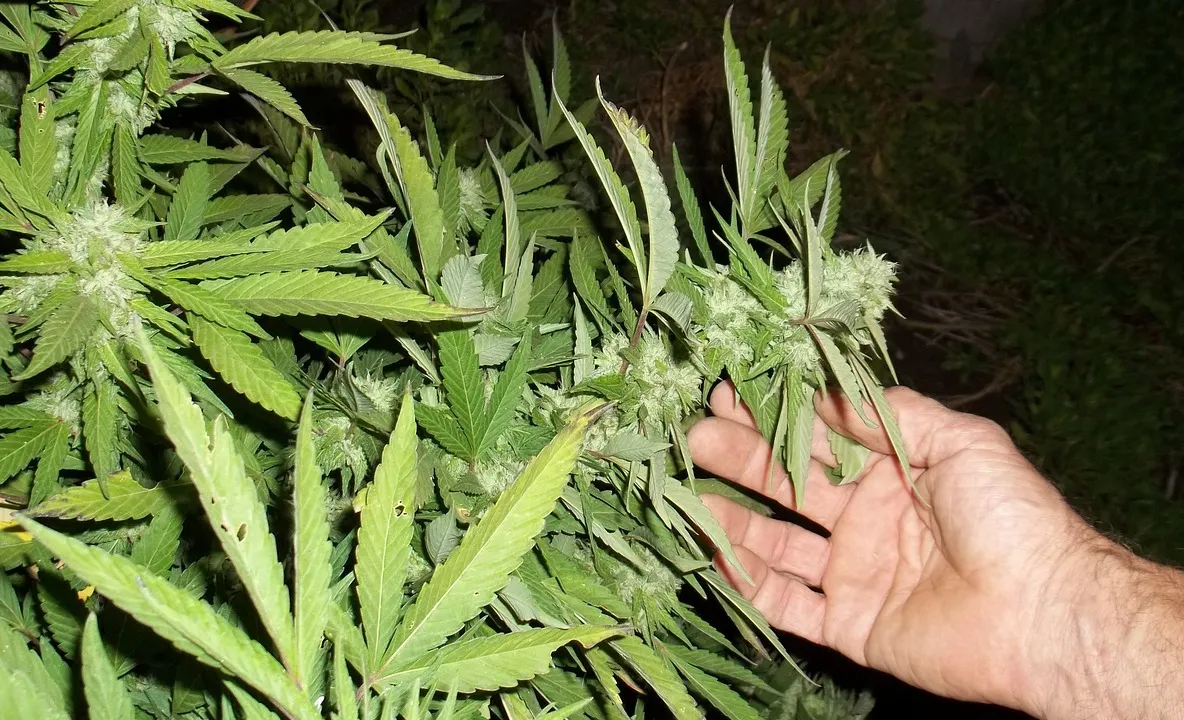 Îşi punea copiii să vândă drogurile pe care le cultiva în curtea casei. Ce a urmat este şocant!