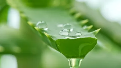 Planta miraculoasă pe care trebuie să o ai în casă şi care vindecă peste 100 de boli 