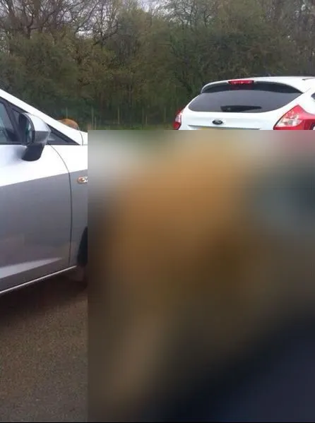 Incredibil! Au surprins imaginea asta în timp ce staționau în trafic