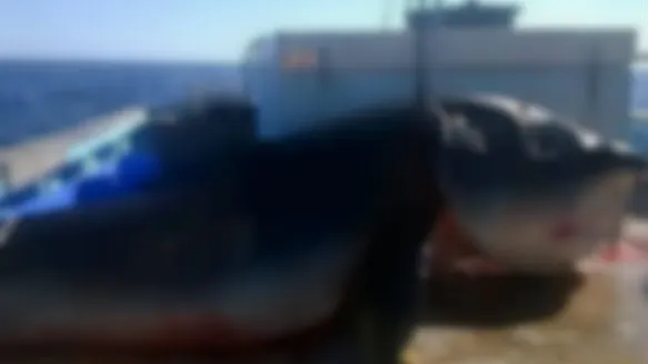 Terifiant! Un monstru marin a fost scos din adâncuri. Şi mort oamenii se îngrozesc când il văd!