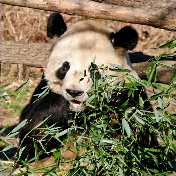Minune la grădina zoologică din Washington! O ursoaică Panda a născut doi giganți!