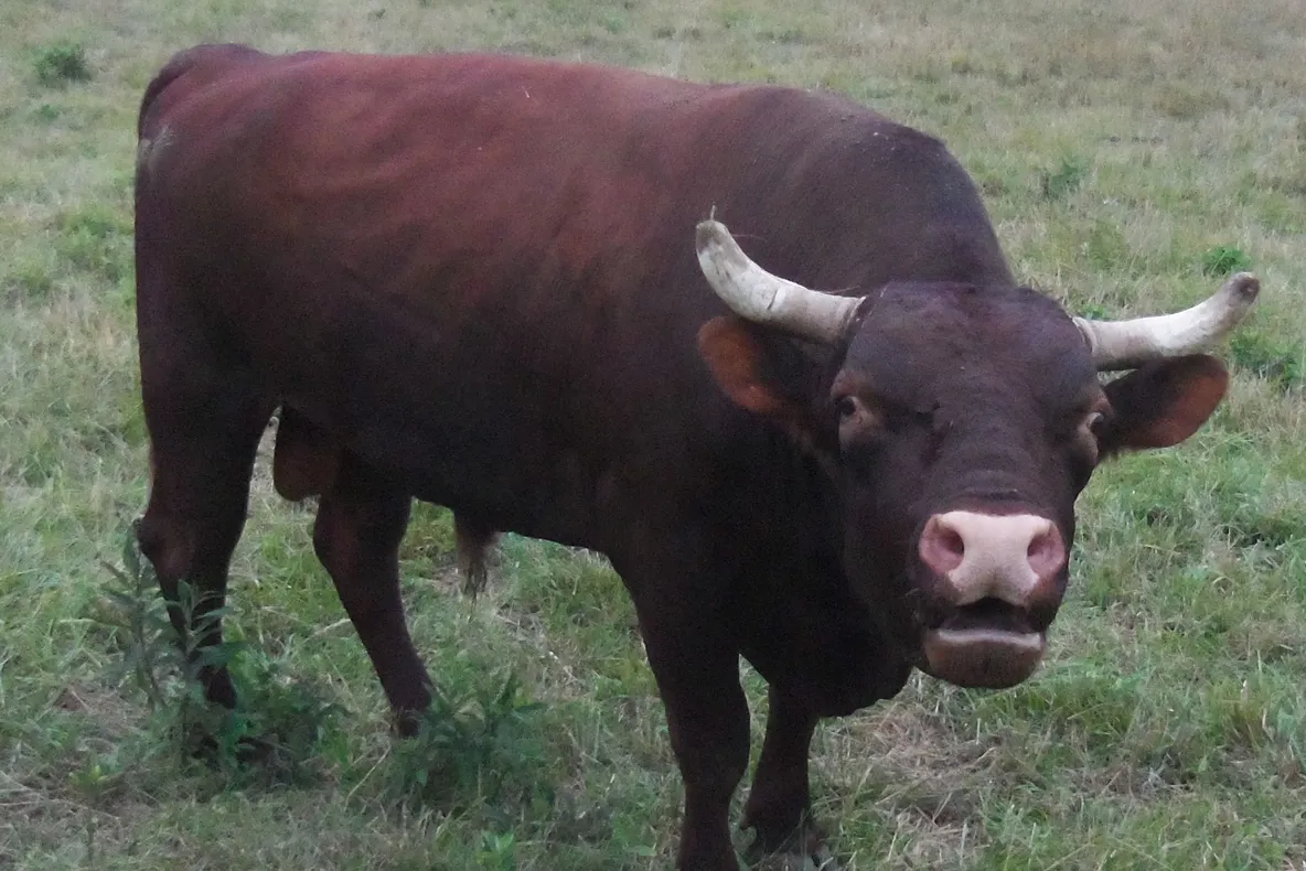 Un bătrân a fost omorât de taurul din gospodăria lui