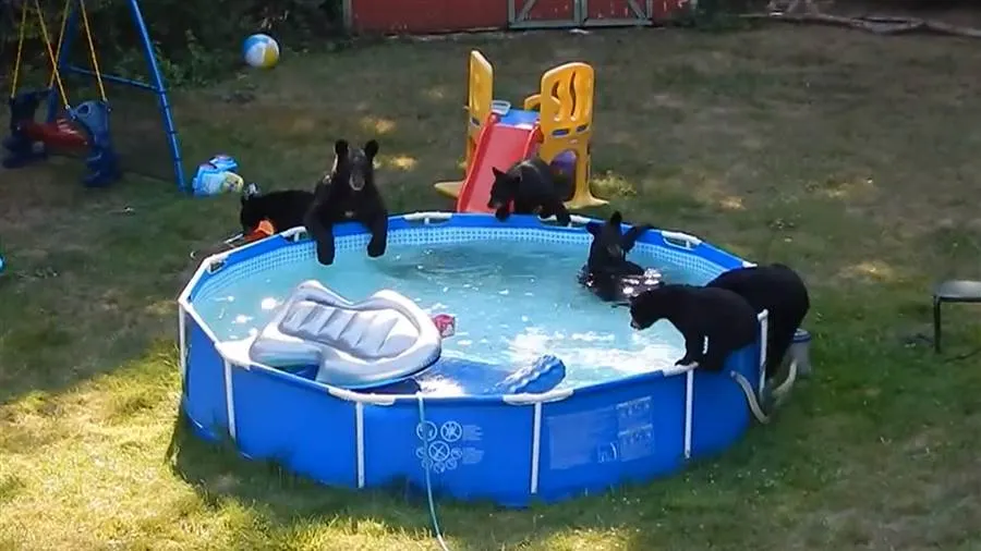 "Sunt urşi în piscină, mami" - reacţia furioasă a unei fetiţe, devenită virală pe internet