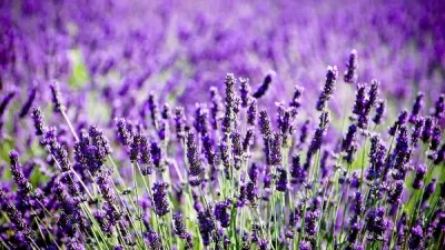 Ne parfumează viaţa şi vindecă aproape 100 de boli. Despre ce floare miraculoasă e vorba