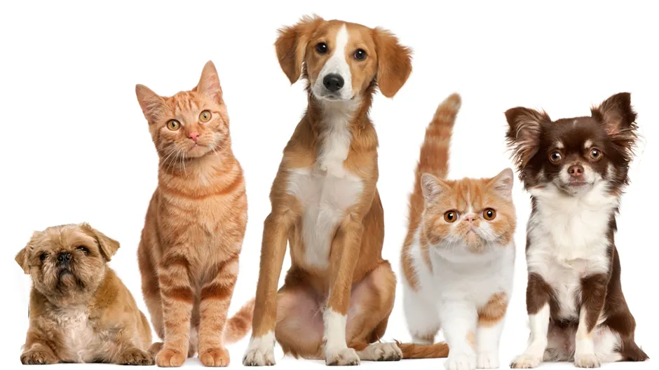 Cele mai avantajoase oferte la hrană pentru animale