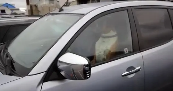 Un căţel, închis în maşină de stăpân. Trecătorii, uluiţi de modul în care animalul a cerut ajutor