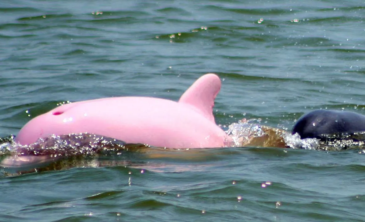 Vă mai amintiţi de Pinky, fascinatul delfin roz? Se pare că va avea un pui