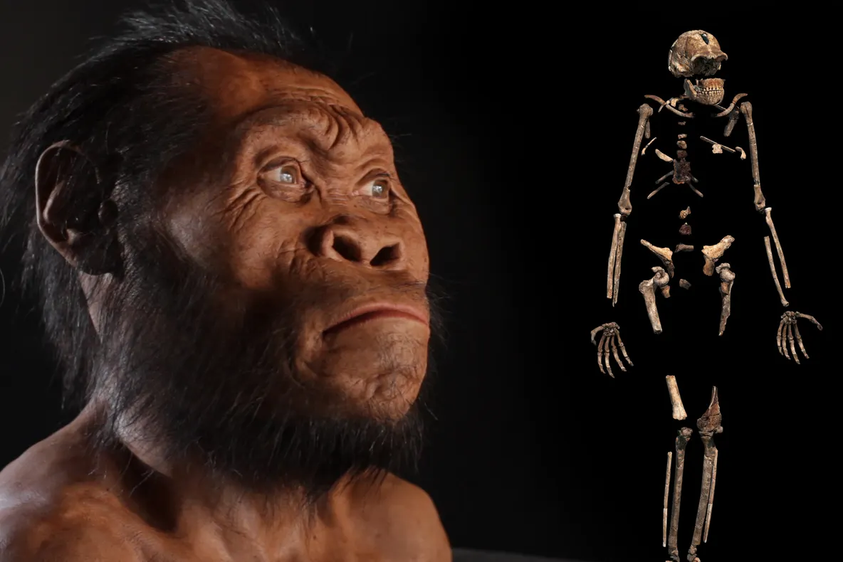 Homo naledi spulberă teoria extratereştrilor antici! O descoperire fabuloasă face senzaţie!