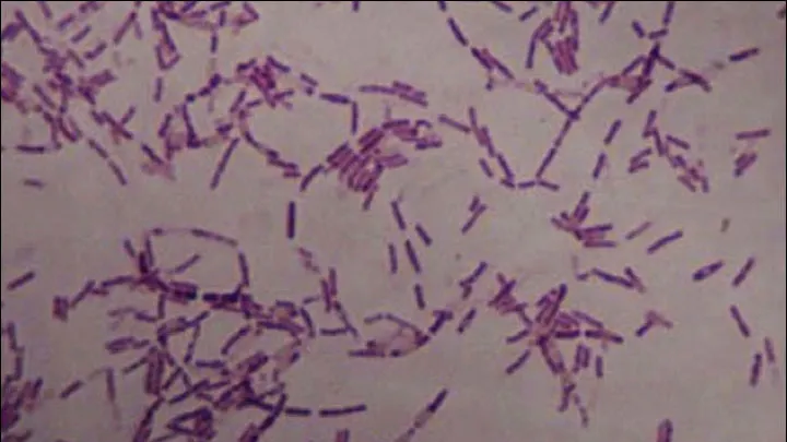 Și-a injectat o bacterie de 3,5 milioane de ani, găsită în permafrost. Ce a urmat este uimitor