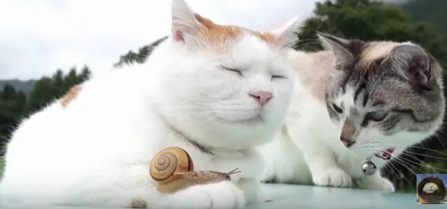 Adorabil! Cum reacţionează două pisici când dau nas în nas cu un melc curios