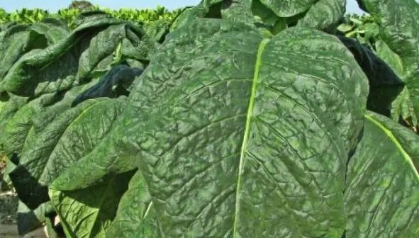 A fost descoperit un nou ingredient pentru tratarea cancerului! Din ce plantă este extras?