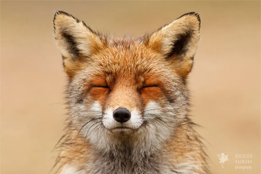 Proiectul “Zen Foxes”: Top 10 fotografii cu cele mai relaxate vulpi sălbatice