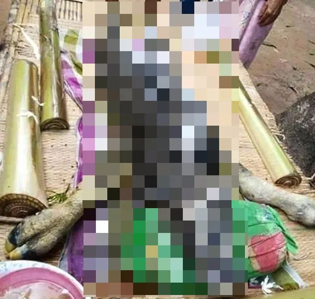 Animalul ciudat care îi îngrozește pe săteni. E o combinație între crocodil și taur 