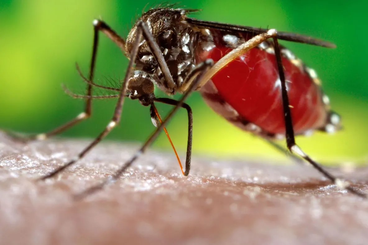 Alertă în Taiwan: peste 20.500 de cazuri de infecție cu febră dengue şi 56 de morţi