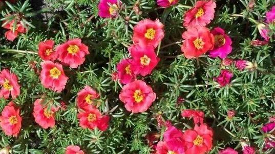 Leacuri din grădină - florile de piatră. Proprietăţi terapeutice spectaculoase