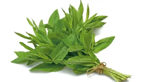 "A freca menta": de unde vine și ce înseamnă aceasta?
