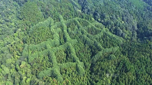 Un semn misterios anunță ce e mai rău. A apărut într-o pădure din China și se vede din satelit