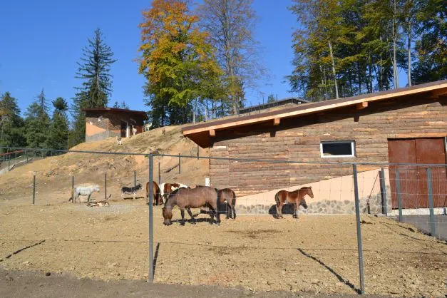 Ofertă din partea unei grădini zoologice din România. Cât te costă să-ți cumperi un animal