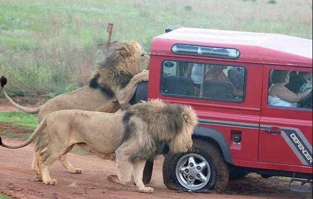 Au fost înconjurați în safari de o haită de lei furioși. Ce a urmat întrece orice imaginație