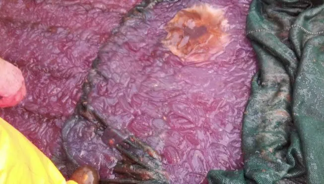 Substanţa misterioasă, de culoare mov, care a invadat zona de coastă a Norvegiei