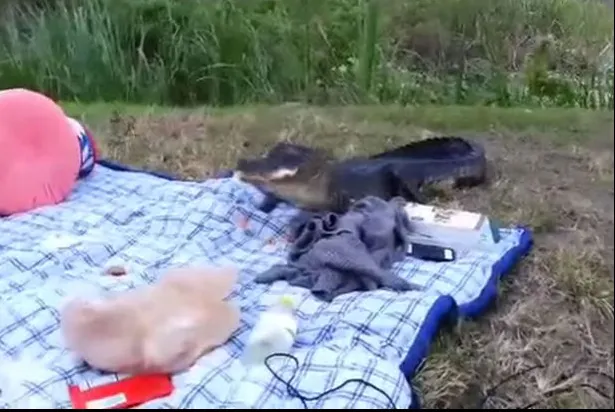 Au avut un musafir nepoftit la picnic: un aligator flămând. Ce a urmat depășește orice imaginație