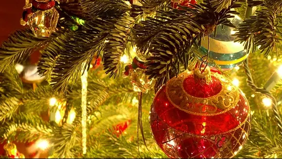 Unde îţi ţii bradul natural până la Crăciun? Soluţia unică, dar ingenioasă, a unui ploieştean - FOTO