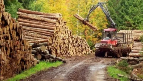 Ţara europeană care face un gest extrem, pentru a-şi proteja pădurile
