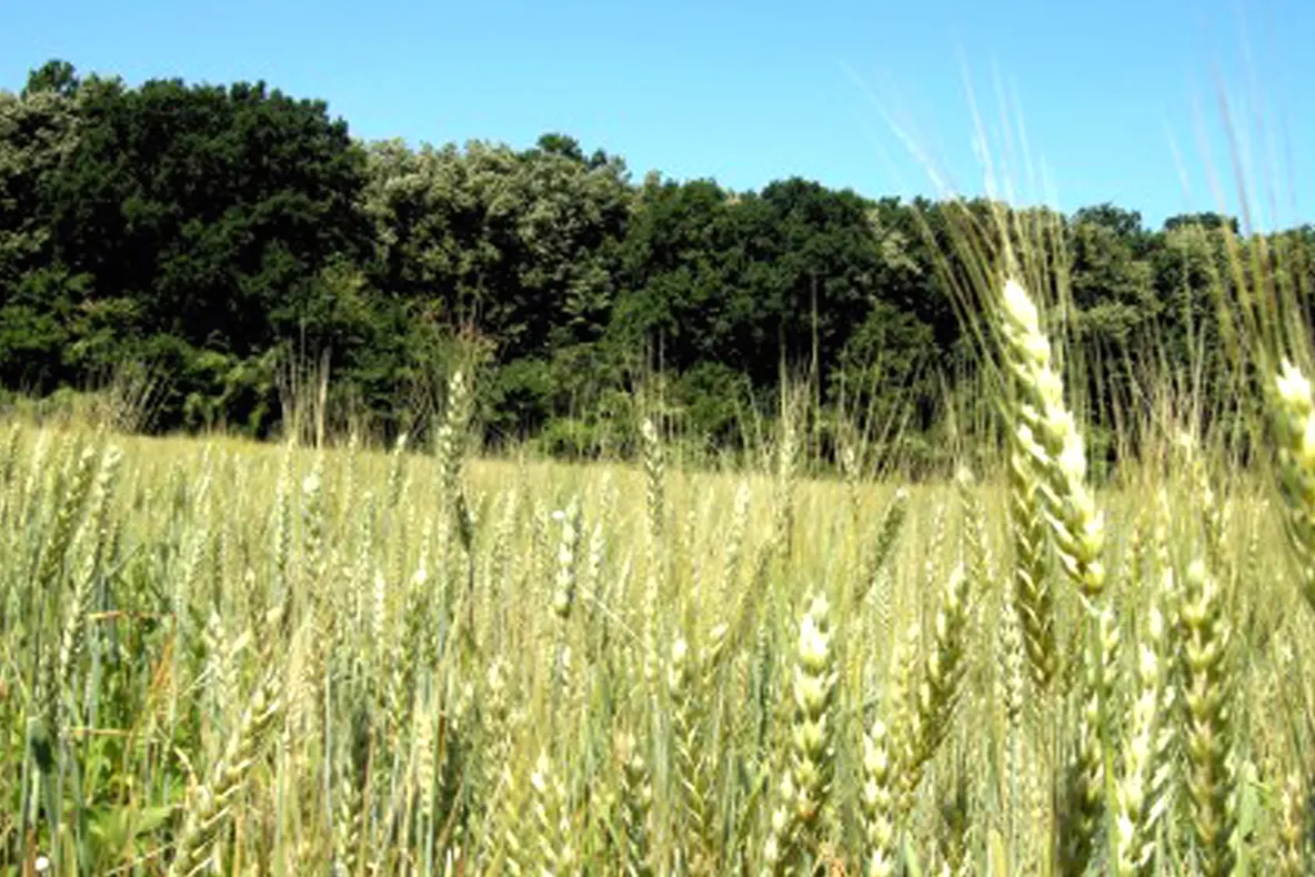 Comisia Europeană cere creșterea suprafeței de terenuri utilizate pentru agricultura ecologică. Ținta stabilită pentru 2030
