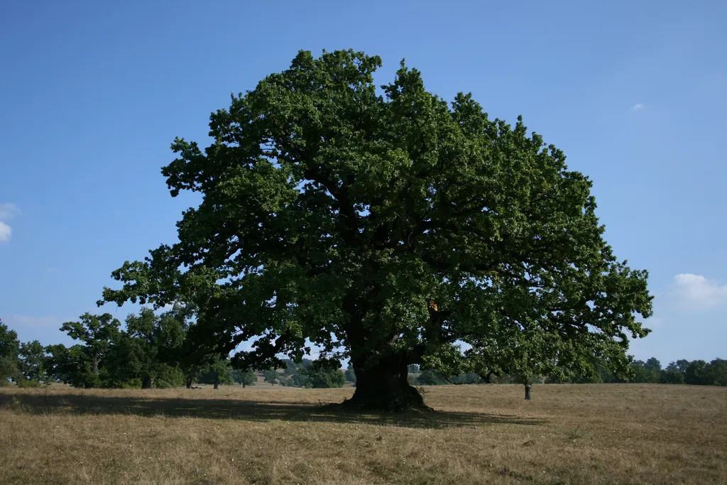 Cum ajungi la cel mai bătrân stejar din România, care are 930 de ani. Traseu turistic deschis